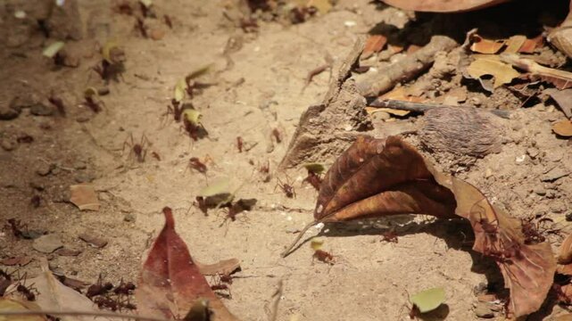 Extreme close-up of red ants and leafs in Capurgan&aacute;, Colombia