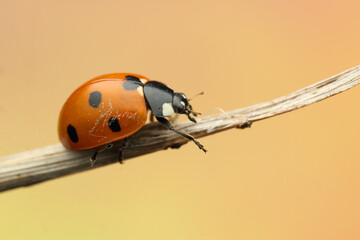 ladybug insect on a stick