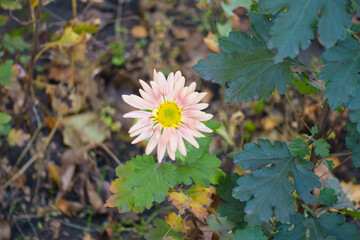 One pale apricot colored daisy like flower of Chrysanthemum in mid November