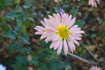 Pastel melon colored daisy like flowers of Chrysanthemum in mid November