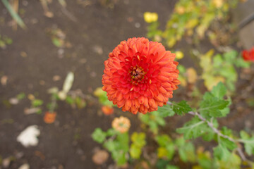 Bright orangey red flower of Chrysanthemum in November