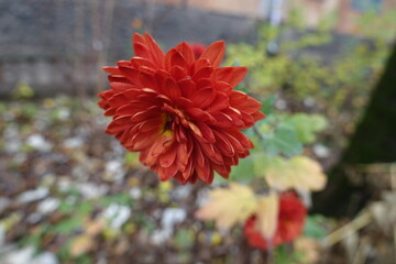 Close up of one red flower of Chrysanthemum in November