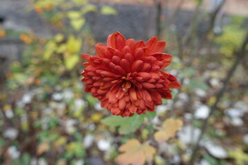 Close view of one red flower of Chrysanthemum in November