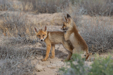 Red fox (Vulpes vulpes) juveniles playing among wormwood bushes in natural steppe habitats; Betpak Dala desert, Kazakhstan