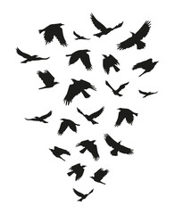 A group of black Halloween birds.