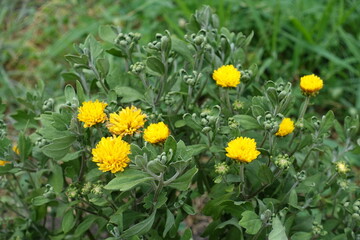 Several yellow flowers in the leafage of Chrysanthemums in mid July
