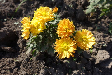 Small bush of Chrysanthemums with amber yellow flowers in mid October