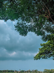 trees and sky