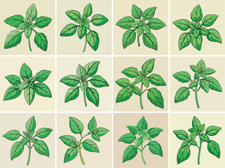 Basil leaves vector illustration isolated on white background.