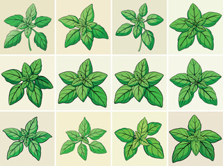 Basil leaves vector illustration isolated on white background.