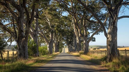 A quiet country road lined with tall trees their branches forming a canopy overhead leading into the distance under a clear blue sky