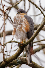 Sparrowhawk after hunting in the winter woods