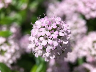 神田川4月：ジャコウソウの花 2025/4/21