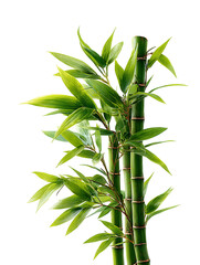 Elegant bamboo plant with lush green leaves isolated on transparent background