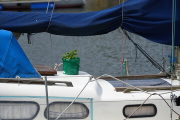 A Sailboat moored by the dock on the deck of which stands a green bucket with growing basil