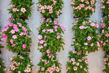 Wall of Beautiful Impatiens Flowers in Full Bloom Close-up