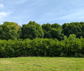 Paisaje con árboles, setos y césped. Jardín con vegetación 