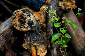 Close-up image of a small green plant with delicate leaves and purple flowers, thriving among weathered wooden branches and dry soil. The background provides contrast, highlighting the plant's lively 