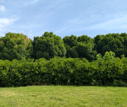 Paisaje con &aacute;rboles, setos y c&eacute;sped. Jard&iacute;n con vegetaci&oacute;n 