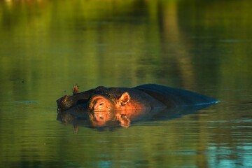 Fototapeta premium Eye to eye with a Hippo (Hippopotamus amphibius.)