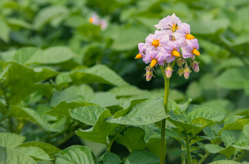 ジャガイモの花 ― 素朴な美しさの野菜の花｜Potato Flower — Humble Beauty of a Vegetable Blossom