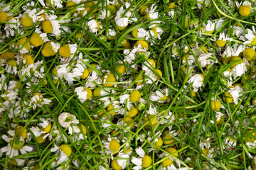 Delicate wild chamomile flowers in white and yellow mix with vibrant green grass, covering the...