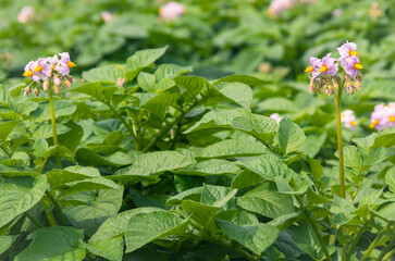 ジャガイモの花 ― 素朴な美しさの野菜の花｜Potato Flower — Humble Beauty of a Vegetable Blossom