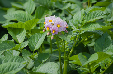 ジャガイモの花 ― 素朴な美しさの野菜の花｜Potato Flower — Humble Beauty of a Vegetable Blossom