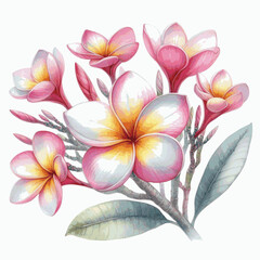 Lei Bloom Frangipani Pink isolated watercolor vector illustration svg