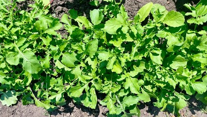Lush Green Arugula Plants Growing in Organic Garden Soil