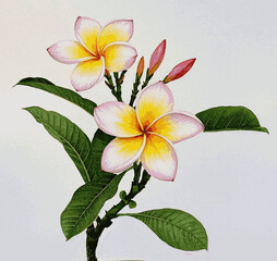Tropical Sigh Frangipani Pink isolated watercolor vector illustration svg