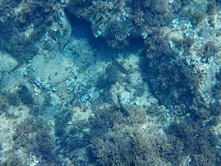 Calella de Palafrugell, Gerona, Cataluña, España