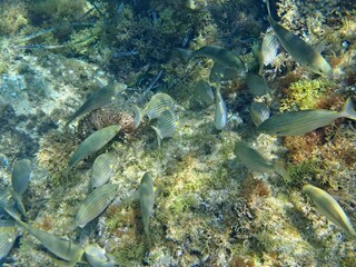 Calella de Palafrugell, Gerona, Cataluña, España