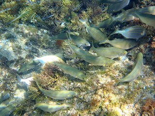 Calella de Palafrugell, Gerona, Cataluña, España