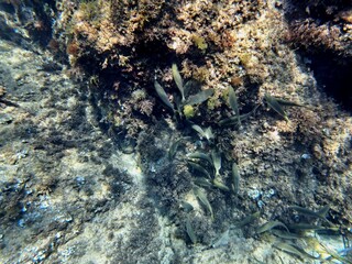 Calella de Palafrugell, Gerona, Catalu&ntilde;a, Espa&ntilde;a
