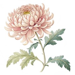 vintage design with chrysanthemum flower head isol.