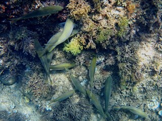 Calella de Palafrugell, Gerona, Cataluña, España