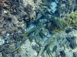 Calella de Palafrugell, Gerona, Catalu&ntilde;a, Espa&ntilde;a