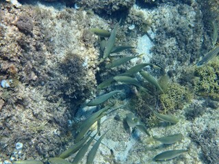 Calella de Palafrugell, Gerona, Cataluña, España