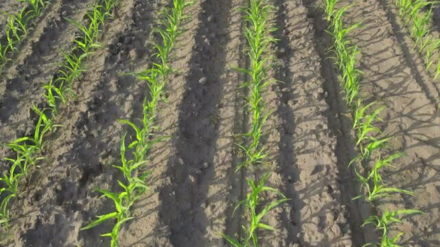 Low altitude aerial over green corn field showing large leafs maize has become staple food in many parts of world with total production surpassing that of wheat or rice 4k high quality resolution