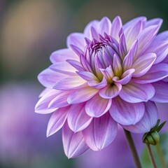  purple osteospermum daisy flower