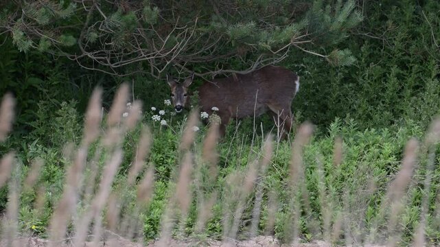 A Roe Deer Grazing