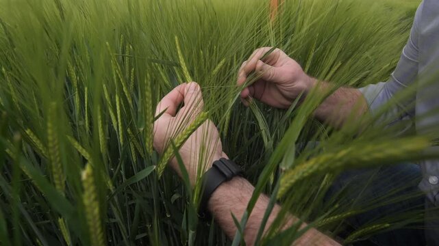 Agronomist inspecting barley crop for growth and health