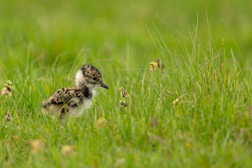 Lapwing chick, Scientific name: Vanellus.  Northern Lapwing chick in Springtime, facing right in...