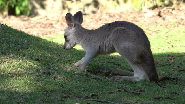 A joey of the eastern grey kangaroo (Macropus giganteus)