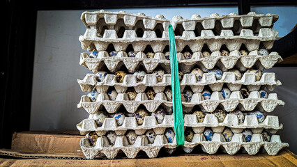 Several egg cartons are stacked vertically, showing a large number of quail eggs. There is a green...