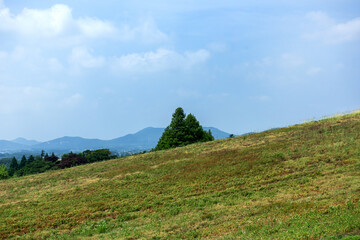 Green pastures of cow ranch landscape at early summer background blue sky.
