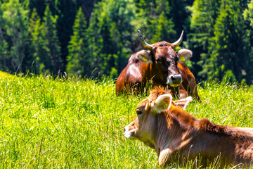 Cow Cows relaxing on the pasture meadow in Tyrol Austria.