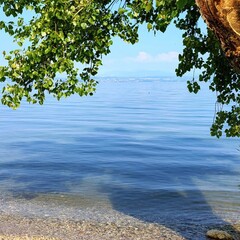 tree on the beach