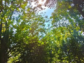 Sunlight Through Forest Canopy